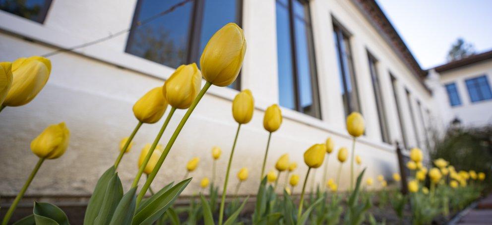 Picture of blooming yellow tulips in Filippi Academic Hall Courtyard